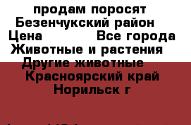 продам поросят .Безенчукский район  › Цена ­ 2 500 - Все города Животные и растения » Другие животные   . Красноярский край,Норильск г.